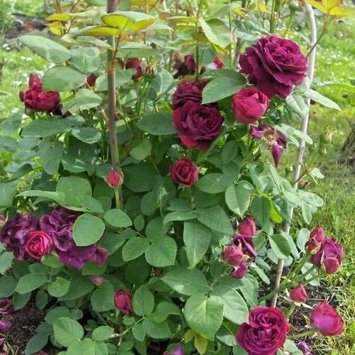 Rosa Souvenir Du Dr Jamain - Climbing Rose 5 Rosa Souvenir Du Dr Jamain - Climbing Rose - Image 5