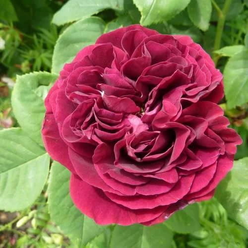 Rosa Souvenir Du Dr Jamain - Climbing Rose 6 Rosa Souvenir Du Dr Jamain - Climbing Rose - Image 6