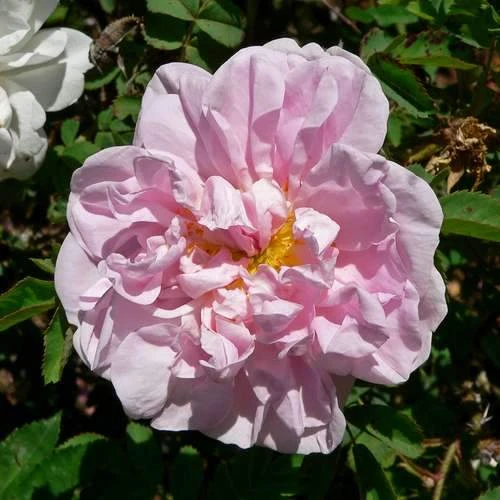 Rosa Stanwell Perpetual - Old Shrub Rose 1 Rosa Stanwell Perpetual - Old Shrub Rose