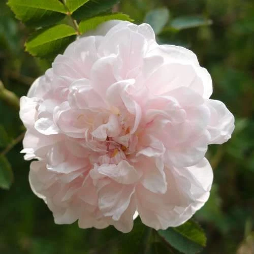Rosa Stanwell Perpetual - Old Shrub Rose 2 Rosa Stanwell Perpetual - Old Shrub Rose - Image 2