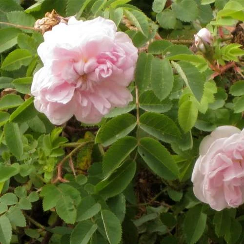 Rosa Stanwell Perpetual - Old Shrub Rose 3 Rosa Stanwell Perpetual - Old Shrub Rose - Image 3