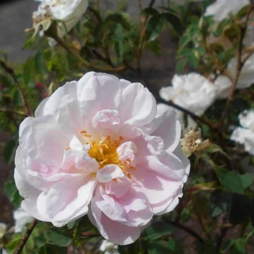 Rosa Stanwell Perpetual - Old Shrub Rose 7 Rosa Stanwell Perpetual - Old Shrub Rose - Image 7