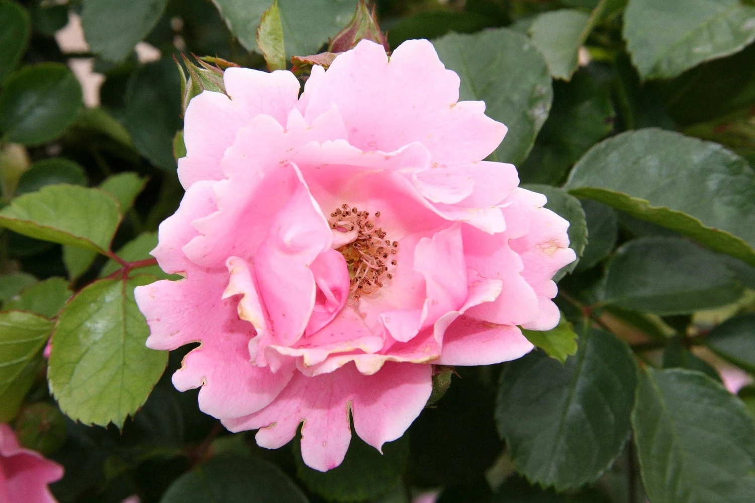 Rosa Surrey 1 Rosa Surrey