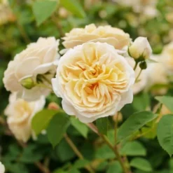 Rosa Teasing Georgia - David Austin Shrub Rose -Future Forests Rosa Teasing Georgia 2