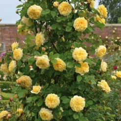 Rosa Teasing Georgia - David Austin Shrub Rose -Future Forests Rosa Teasing Georgia 4