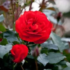 Rosa Trumpeter - Floribunda Shrub Rose -Future Forests Rosa Trumpeter7