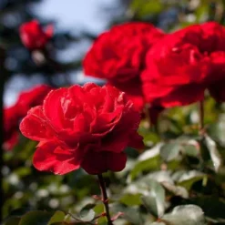 Rosa Trumpeter - Floribunda Shrub Rose -Future Forests Rosa Trumpeter 2