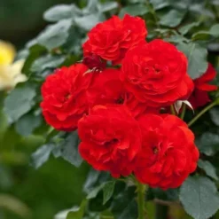 Rosa Trumpeter - Floribunda Shrub Rose -Future Forests Rosa Trumpeter 3