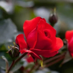 Rosa Trumpeter - Floribunda Shrub Rose -Future Forests Rosa Trumpeter 5