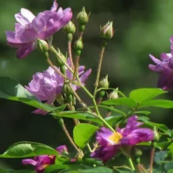 Rosa Veilchenblau - Rambling Rose -Future Forests Rosa Veilchenblau 2
