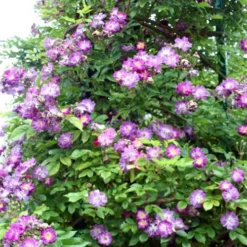 Rosa Veilchenblau - Rambling Rose -Future Forests Rosa Veilchenblau 4