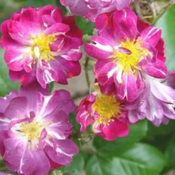 Rosa Veilchenblau - Rambling Rose -Future Forests Rosa Veilchenblau X