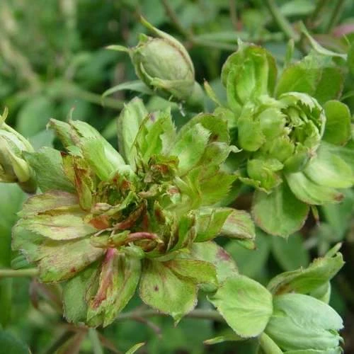 Rosa Viridiflora 2 Rosa Viridiflora - Image 2