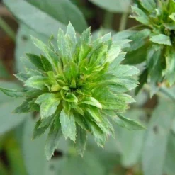 Rosa Viridiflora 5 Rosa Viridiflora -Future Forests Rosa Viridiflora 2