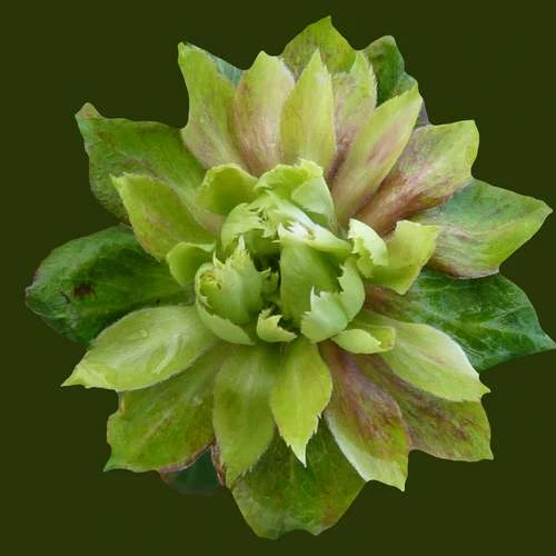 Rosa Viridiflora 1 Rosa Viridiflora