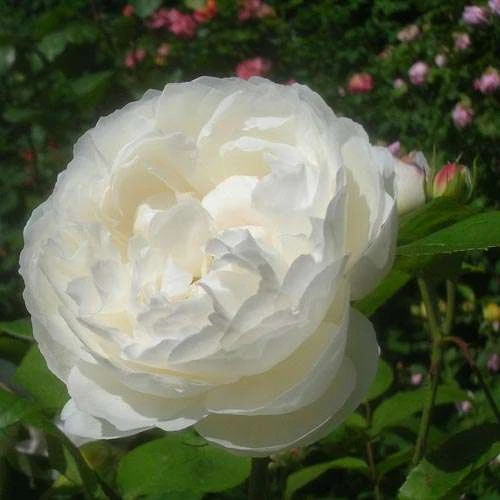 Rosa Auscat (Winchester Cathedral)- David Austin Shrub Rose 2 Rosa Auscat (Winchester Cathedral)- David Austin Shrub Rose - Image 2