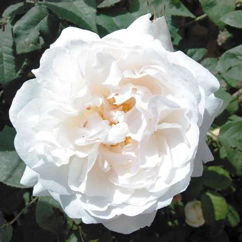 Rosa Auscat (Winchester Cathedral)- David Austin Shrub Rose 3 Rosa Auscat (Winchester Cathedral)- David Austin Shrub Rose - Image 3