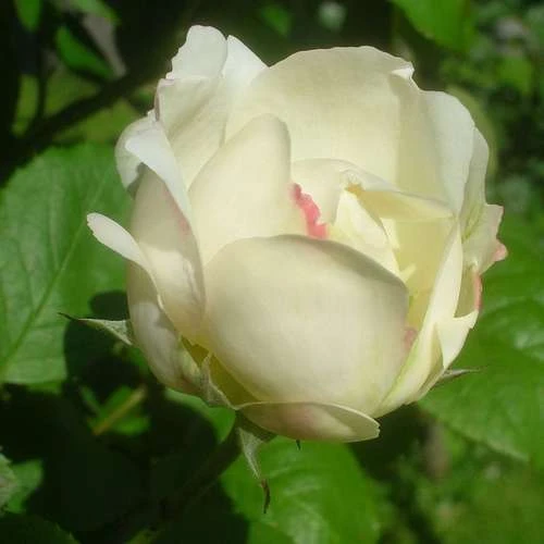 Rosa Auscat (Winchester Cathedral)- David Austin Shrub Rose 4 Rosa Auscat (Winchester Cathedral)- David Austin Shrub Rose - Image 4