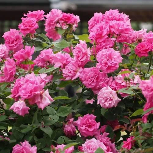 Rosa Zéphirine Drouhin - Climbing Rose 2 Rosa Zéphirine Drouhin - Climbing Rose - Image 2