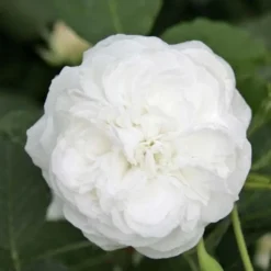 Rosa Boule De Neige - Old Bourbon Shrub Rose 7 Rosa Boule De Neige - Old Bourbon Shrub Rose -Future Forests Rosa boule de neige X
