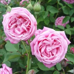 Rosa Hermosa - Old Shrub Rose -Future Forests Rosa hermosa 02