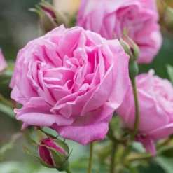 Rosa Hermosa - Old Shrub Rose