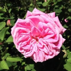 Rosa Hermosa - Old Shrub Rose -Future Forests Rosa hermosa 05