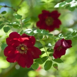 Rosa Moyesii Geranium -Shrub Rose -Future Forests Rosa moyesii geranium 3