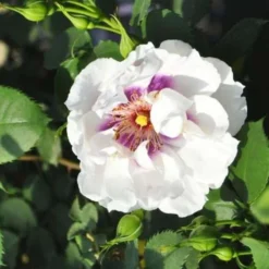 Rosa Persica Eyes For You -Future Forests Rosa persica Eyes for You 02