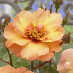 Rosa Persica Persian Sun