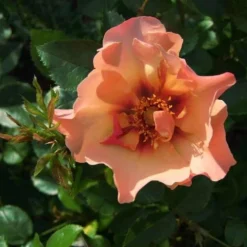 Rosa Persica Persian Sun -Future Forests Rosa persica Persian Sun 03