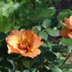 Rosa Persica Persian Sun -Future Forests Rosa persica Persian Sun 04