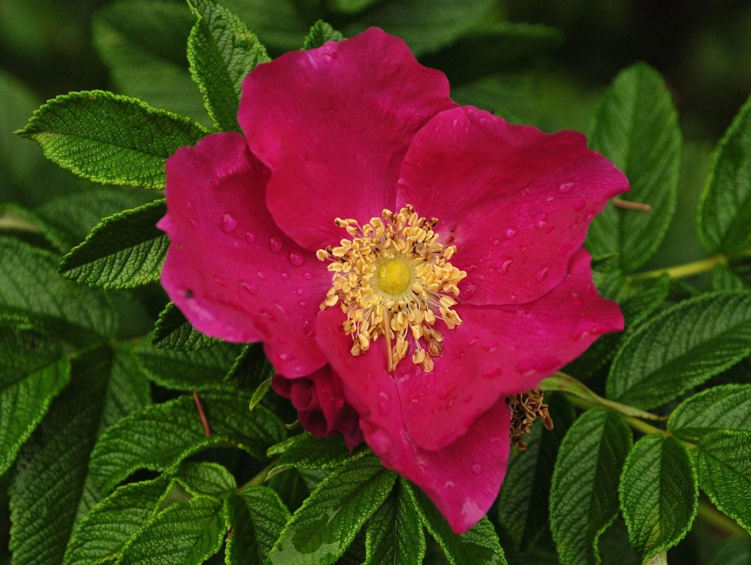 Rosa Rugosa Typica 1 Rosa Rugosa Typica