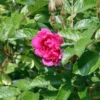 Rosa Rugosa F J Grootendorst