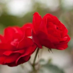 Rosa Trumpeter - Floribunda Shrub Rose -Future Forests Rosa trumpeter 6