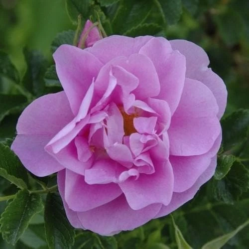 Rosa Jens Munk - Rugosa Rose 2 Rosa Jens Munk - Rugosa Rose - Image 2