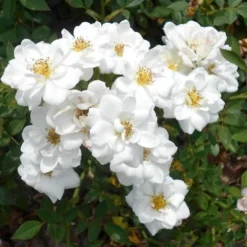 Rosa Kent (Pyrenees) - Groundcover Rose -Future Forests RosakentNo5