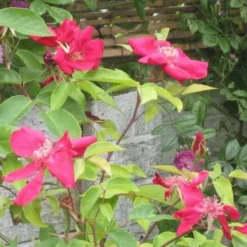 Rosa Odorata Bengal Crimson -Future Forests RosaodorataBengalCrimsonNo2