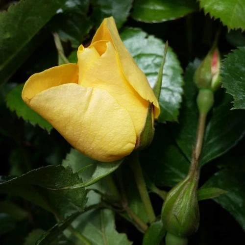 Rosa Persica Eye Of The Tiger 2 Rosa Persica Eye Of The Tiger - Image 2