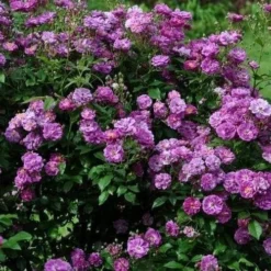 Rosa Purple Skyliner - Rambling Rose -Future Forests RosapurpleSkylinerNo3