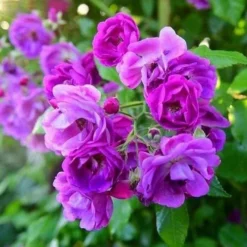 Rosa Purple Skyliner - Rambling Rose -Future Forests RosapurpleSkylinerNo4