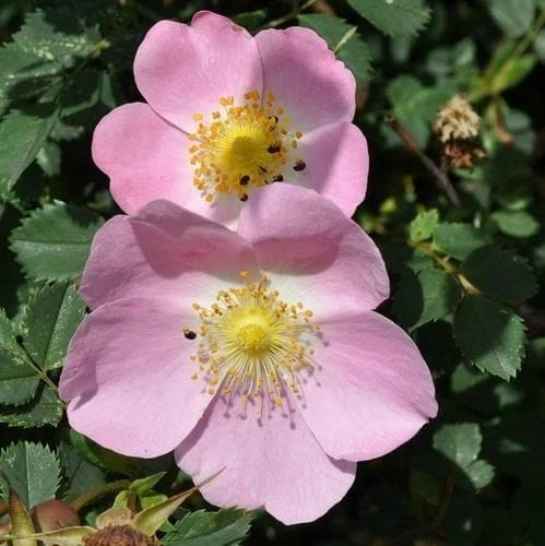 Rosa X Hibernica - Wild Shrub Rose 1 Rosa X Hibernica - Wild Shrub Rose