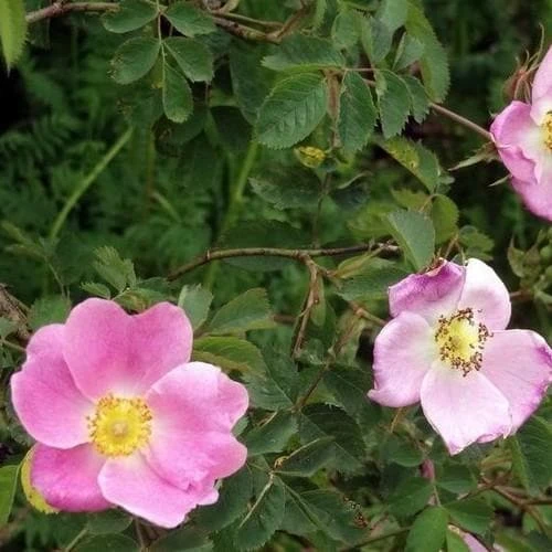 Rosa X Hibernica - Wild Shrub Rose 2 Rosa X Hibernica - Wild Shrub Rose - Image 2