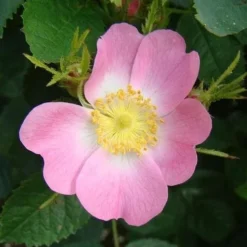 Rosa X Hibernica - Wild Shrub Rose 8 Rosa X Hibernica - Wild Shrub Rose -Future Forests RosaxHibernicaNo3
