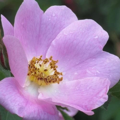 Rosa X Hibernica - Wild Shrub Rose 4 Rosa X Hibernica - Wild Shrub Rose - Image 4