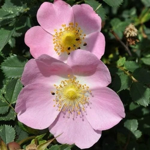 Rosa X Hibernica - Wild Shrub Rose 6 Rosa X Hibernica - Wild Shrub Rose - Image 6