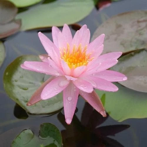 Nymphaea Rose Arey 1 Nymphaea Rose Arey