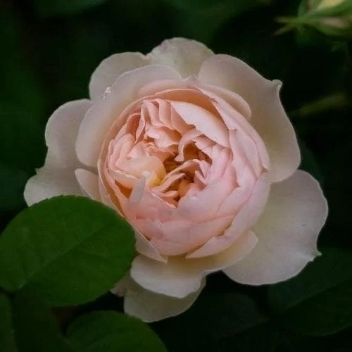 Rosa Gentle Hermione - David Austin 2 Rosa Gentle Hermione - David Austin - Image 2