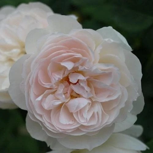 Rosa Gentle Hermione - David Austin 1 Rosa Gentle Hermione - David Austin