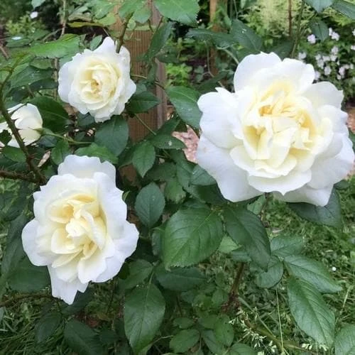 Rosa Notre-Dame De Calais - Climbing Rose 2 Rosa Notre-Dame De Calais - Climbing Rose - Image 2